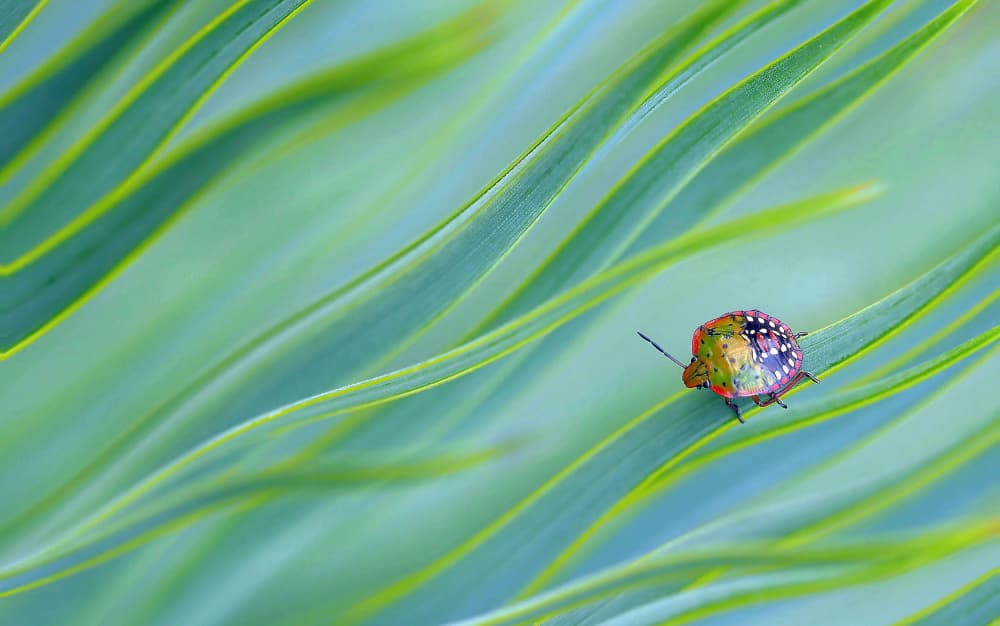 Colorful Bug on Green by Thierry Dufour — canvas wall art