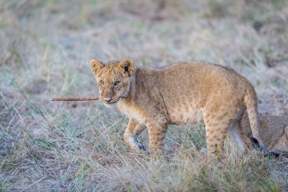 Playful Cub's Stick by Jeffrey C. Sink — canvas wall art