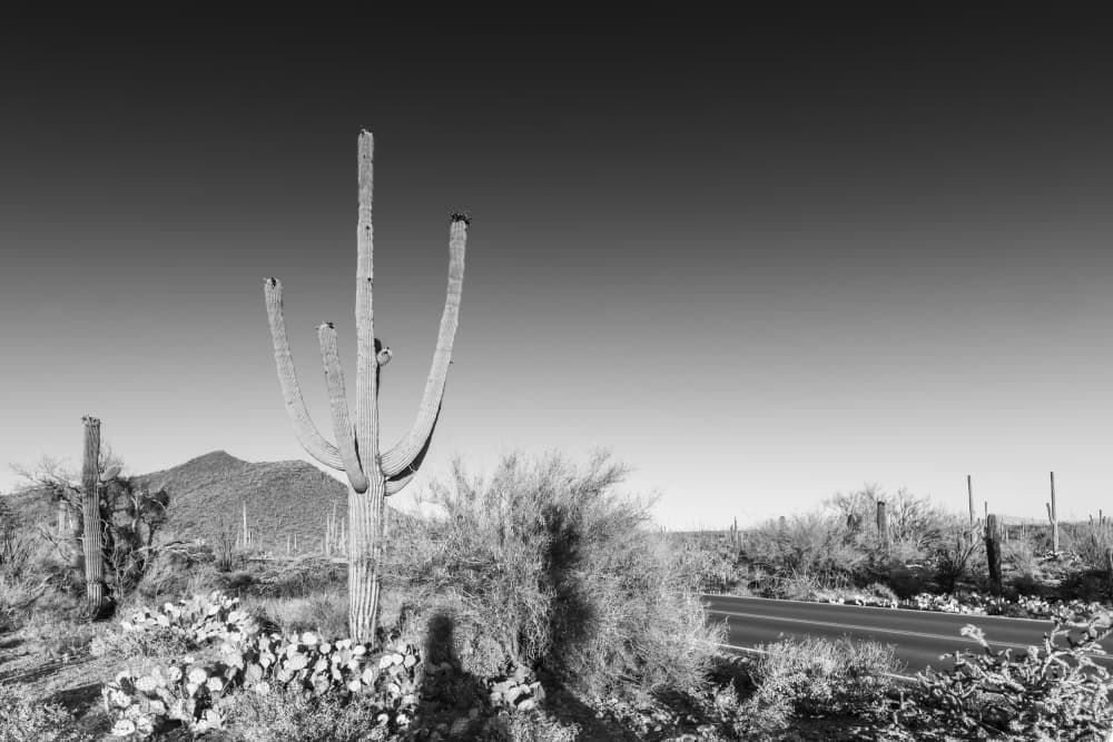 Southwest Saguaro Road by Melanie Viola — canvas wall art