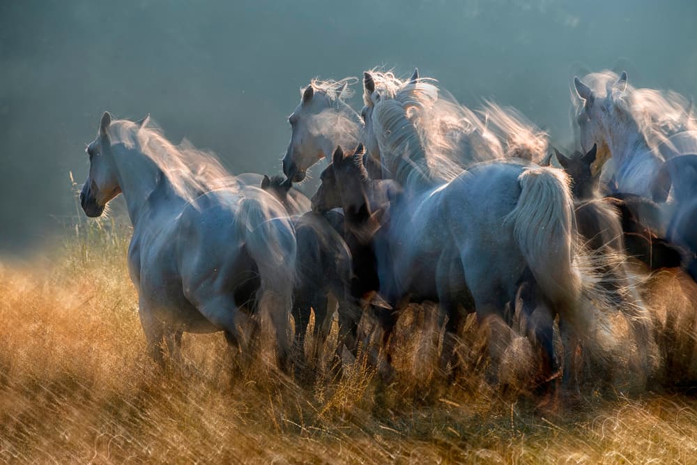 Running Wild Horses by Milan Malovrh — canvas wall art