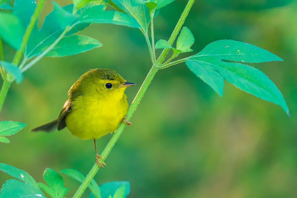 Vibrant Yellow Bird by Mike He — canvas wall art
