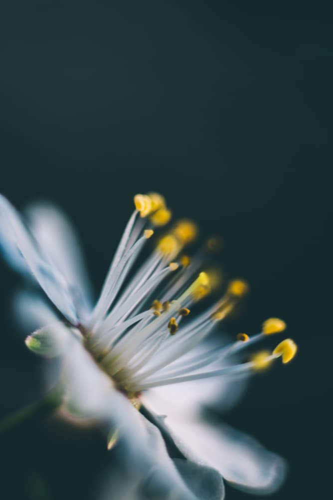 Delicate White Bloom by Javier Pardina — canvas wall art