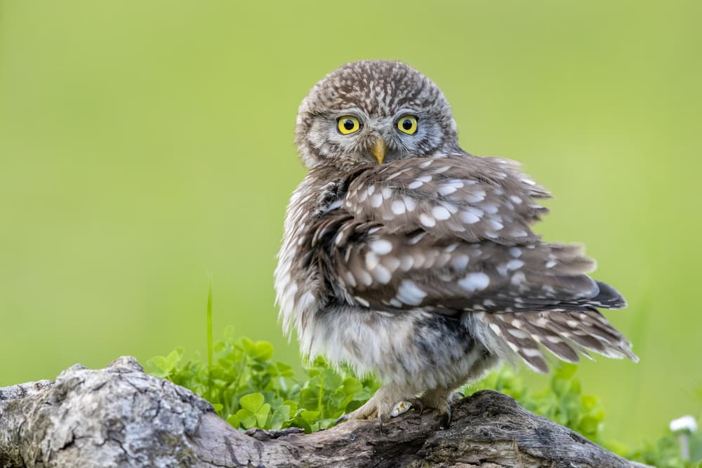 Curious Little Owl by Marco Redaelli — canvas wall art