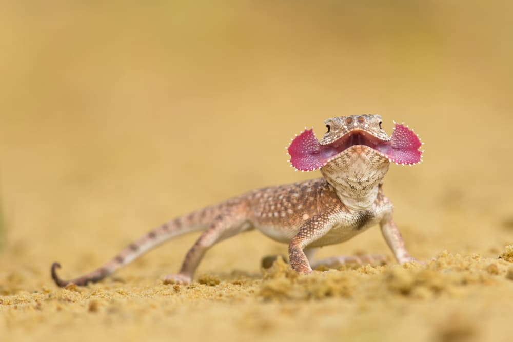 Pink Frill Lizard by Milan Zygmunt — canvas wall art