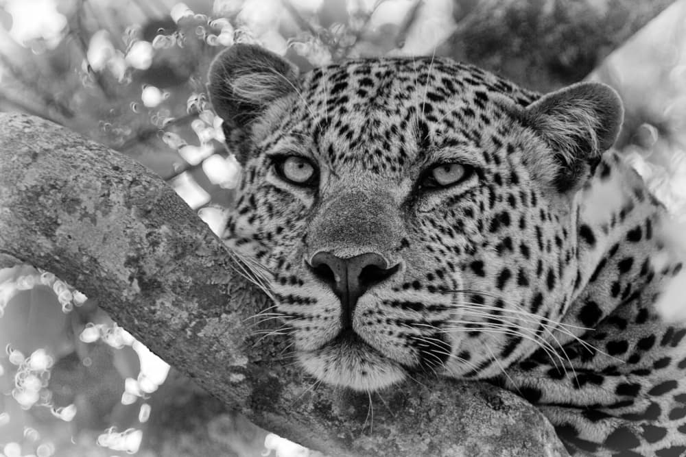 Leopard's Calm Gaze by Emma Allen-Rowlandson — canvas wall art
