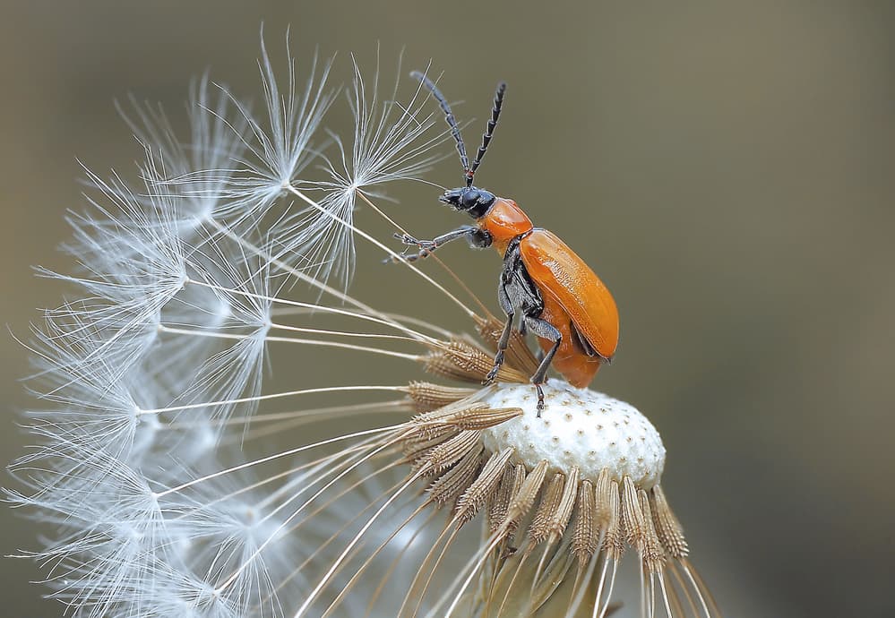 Orange Beetle on Dandelion by Thierry Dufour — canvas wall art