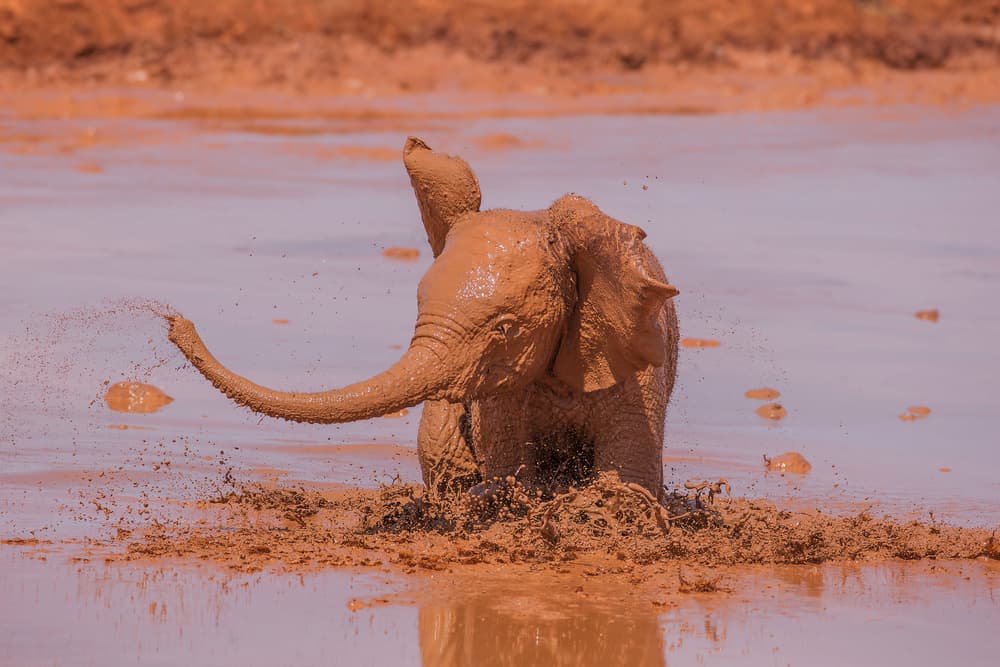 Baby Elephant Mud Splash by Valerio Ferraro — canvas wall art