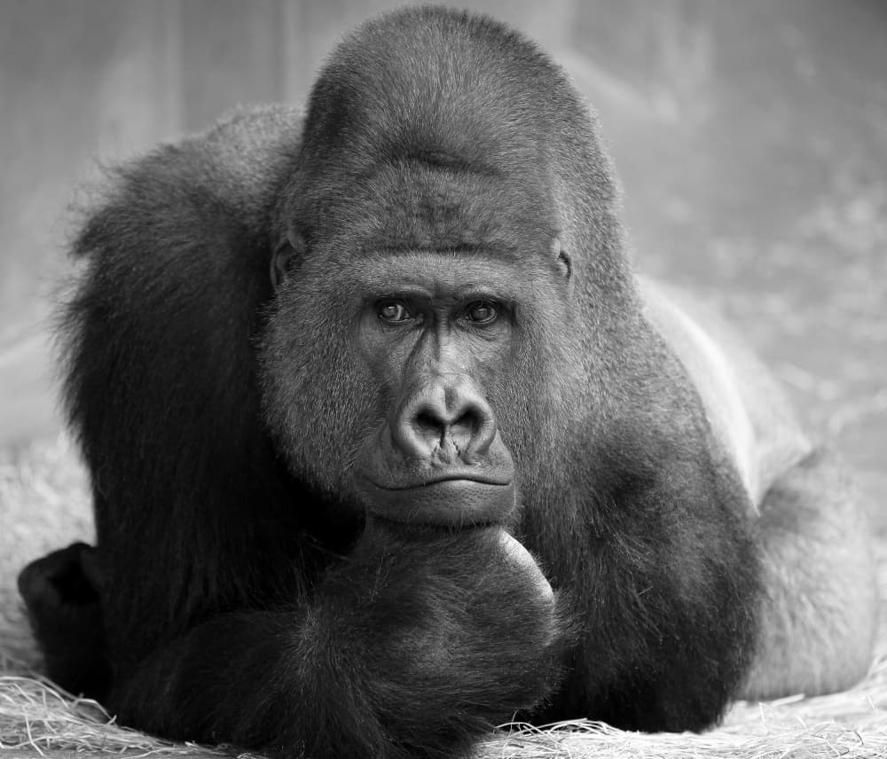 Thoughtful Gorilla Gaze by Antje Wenner-Braun — canvas wall art