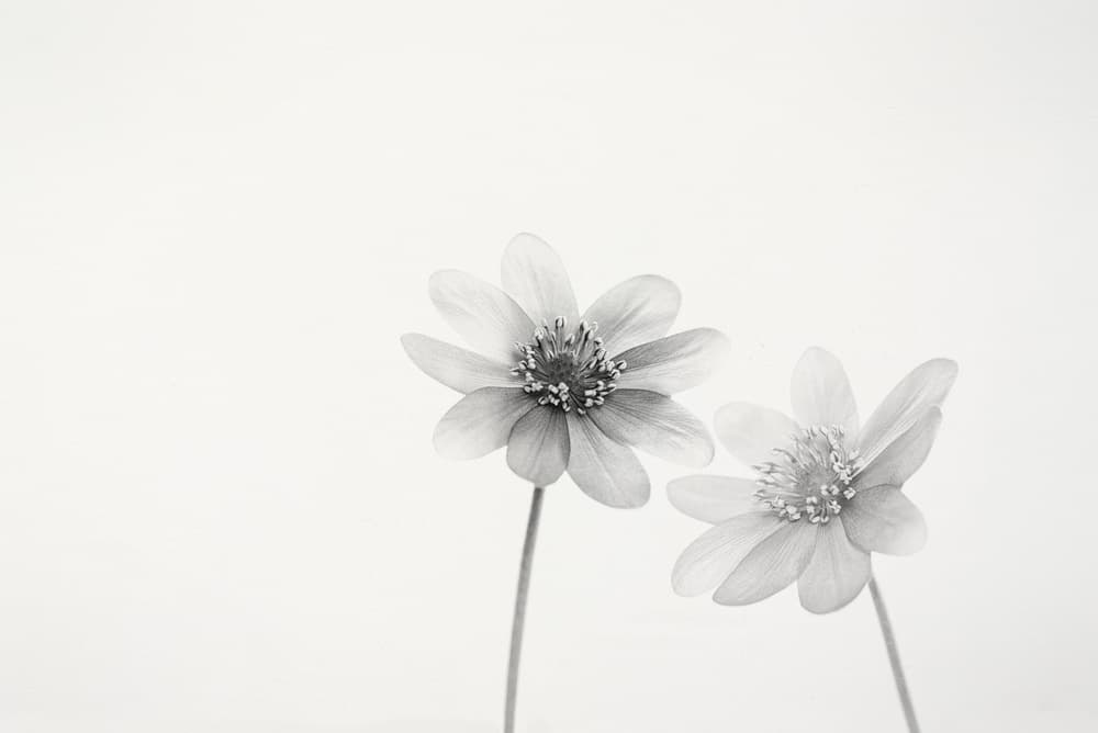 Delicate White Flowers by Lotte Grønkjær — canvas wall art