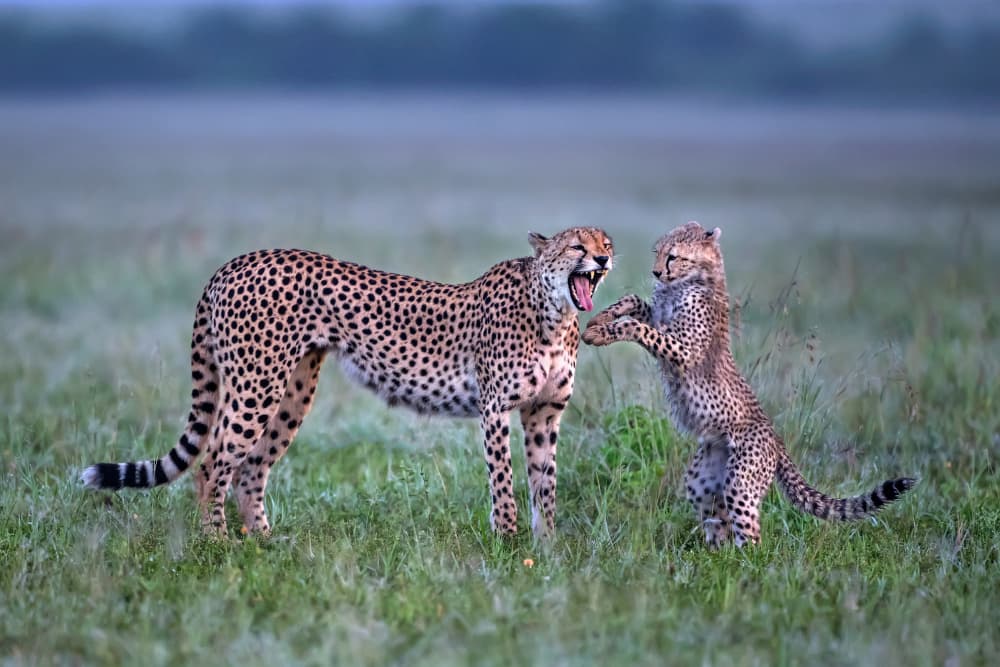 Cheetah Yawn and Cub Play by Xavier Ortega — canvas wall art