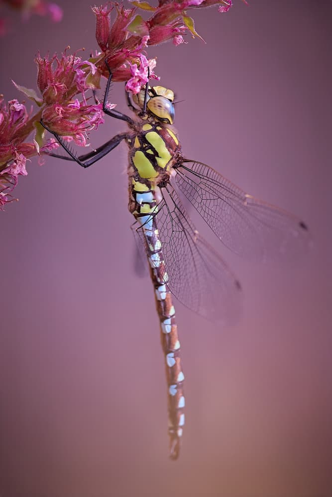 Vibrant Dragonfly on Blossom by Stuart Williams — canvas wall art