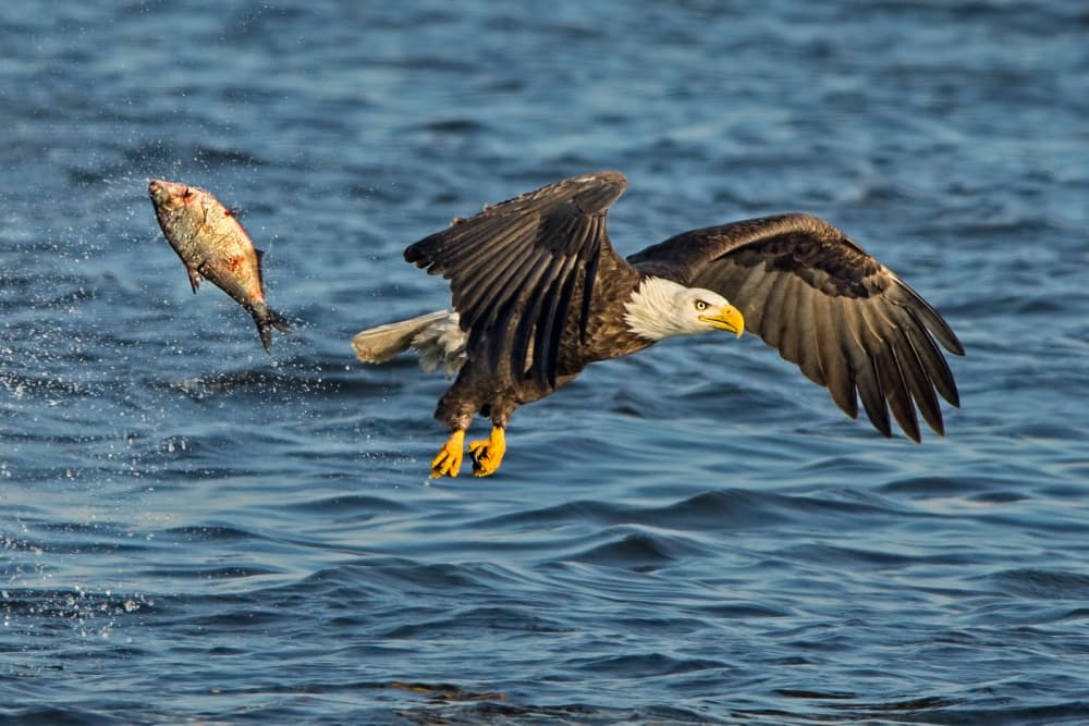Bald Eagle Fishing by John Fan — canvas wall art