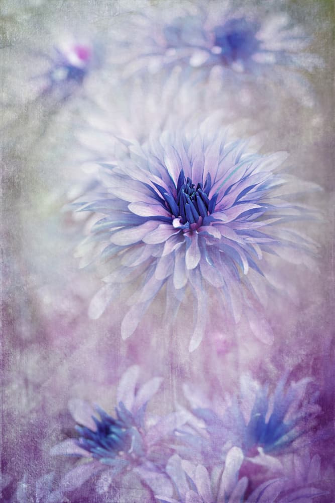 Dreamy Blue Flowers by Jacky Parker — canvas wall art