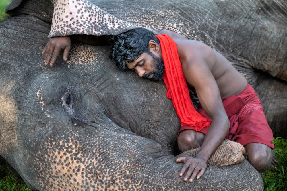 Man and Elephant Sleeping by Ali Khataw — canvas wall art