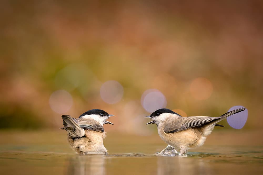 Birds Chatting In Water by Roberto Marini — canvas wall art