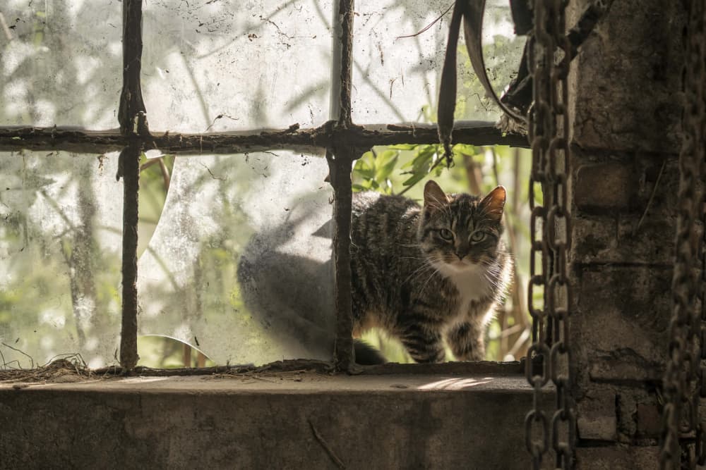 Curious Cat Window by Gert van den Bosch — canvas wall art