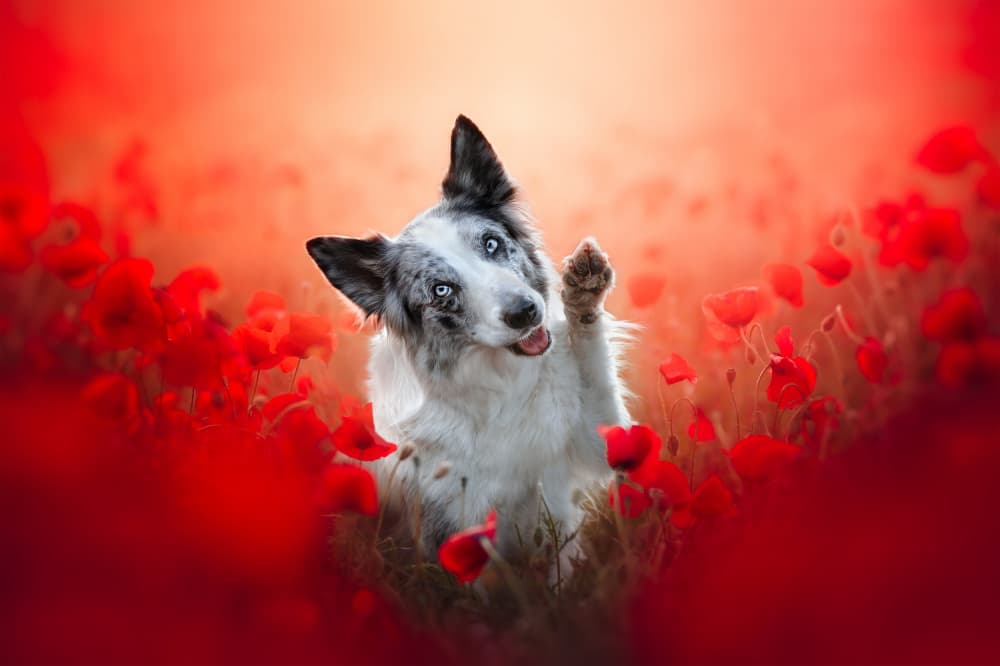 Happy Collie Poppy Field by Ve Shandor — canvas wall art
