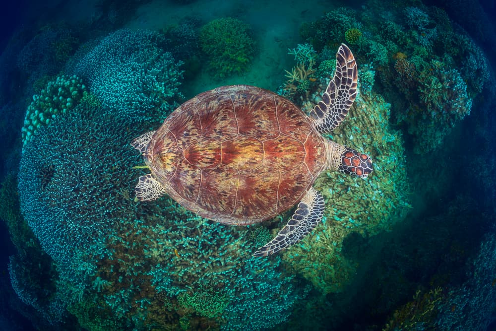 Green Sea Turtle Over Coral by Barathieu Gabriel — canvas wall art