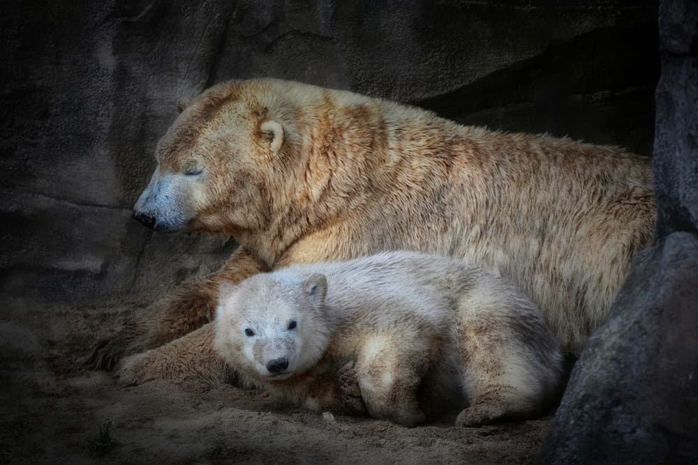 Polar Bear Mother And Cub by Antje Wenner-Braun — canvas wall art