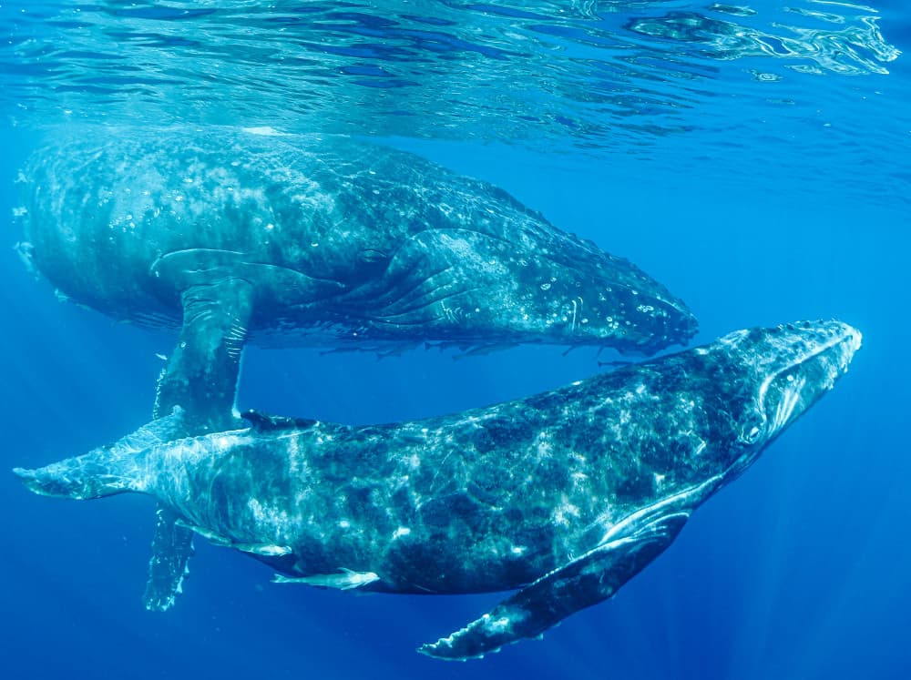 Humpback Whales Underwater by KIMIO KOBAYASHI — canvas wall art