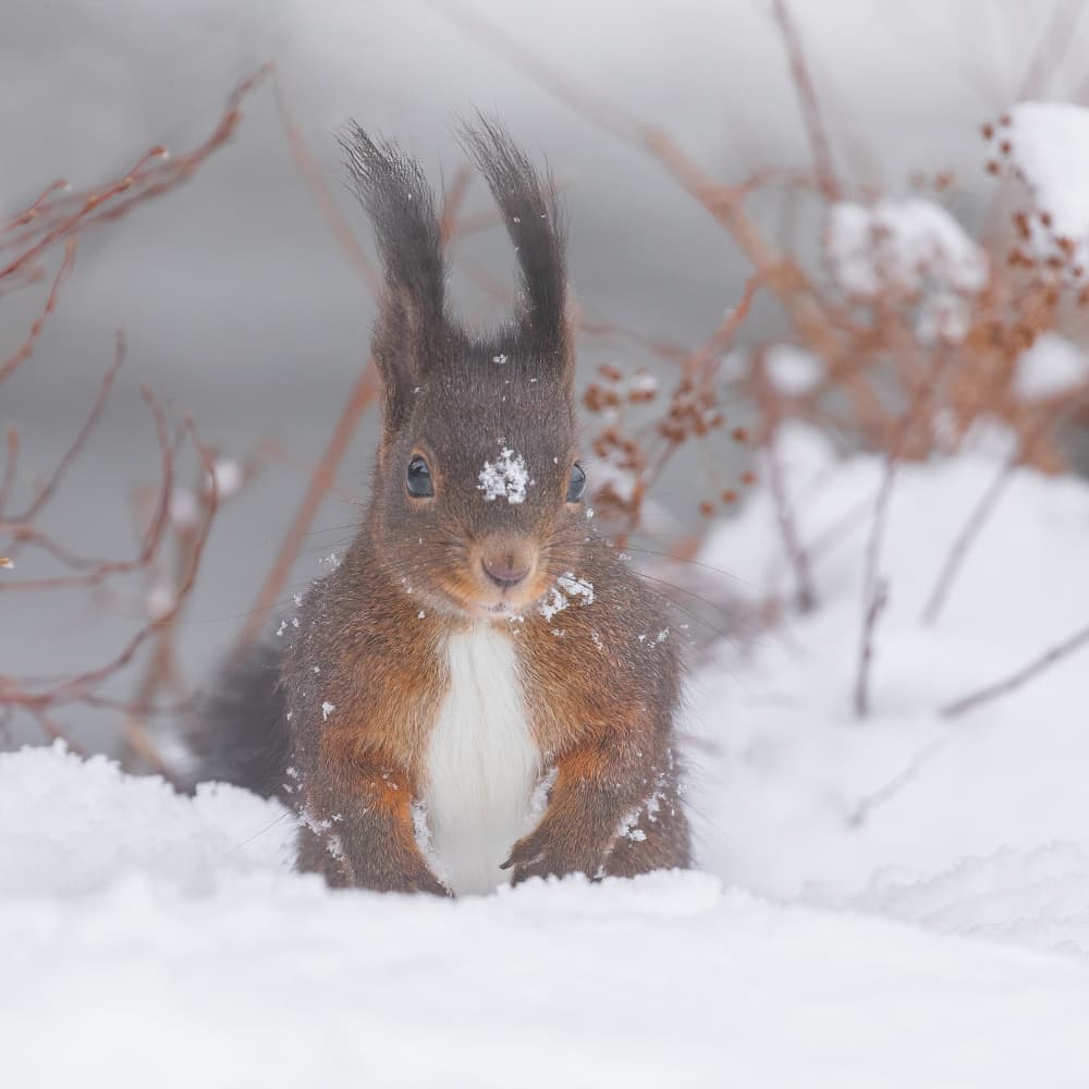 Cute Squirrel In Snow by Annie Keizer — canvas wall art