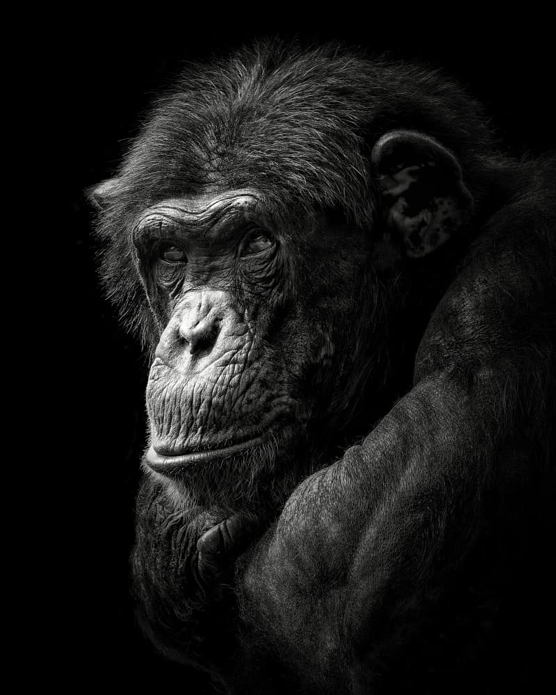 Thoughtful Chimp Portrait by Christian Meermann — canvas wall art