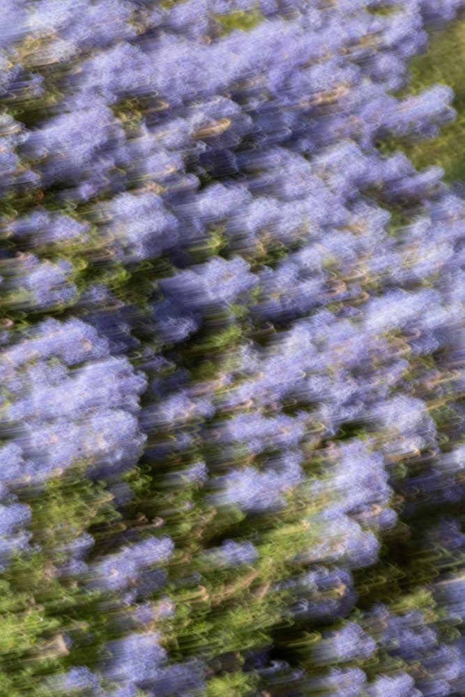 Dreamy Purple Flowers by Léa Lefebvre — canvas wall art