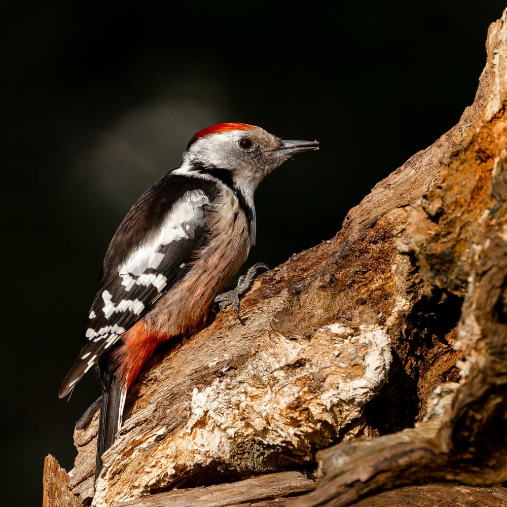 Red Capped Woodpecker by Annie Keizer — canvas wall art