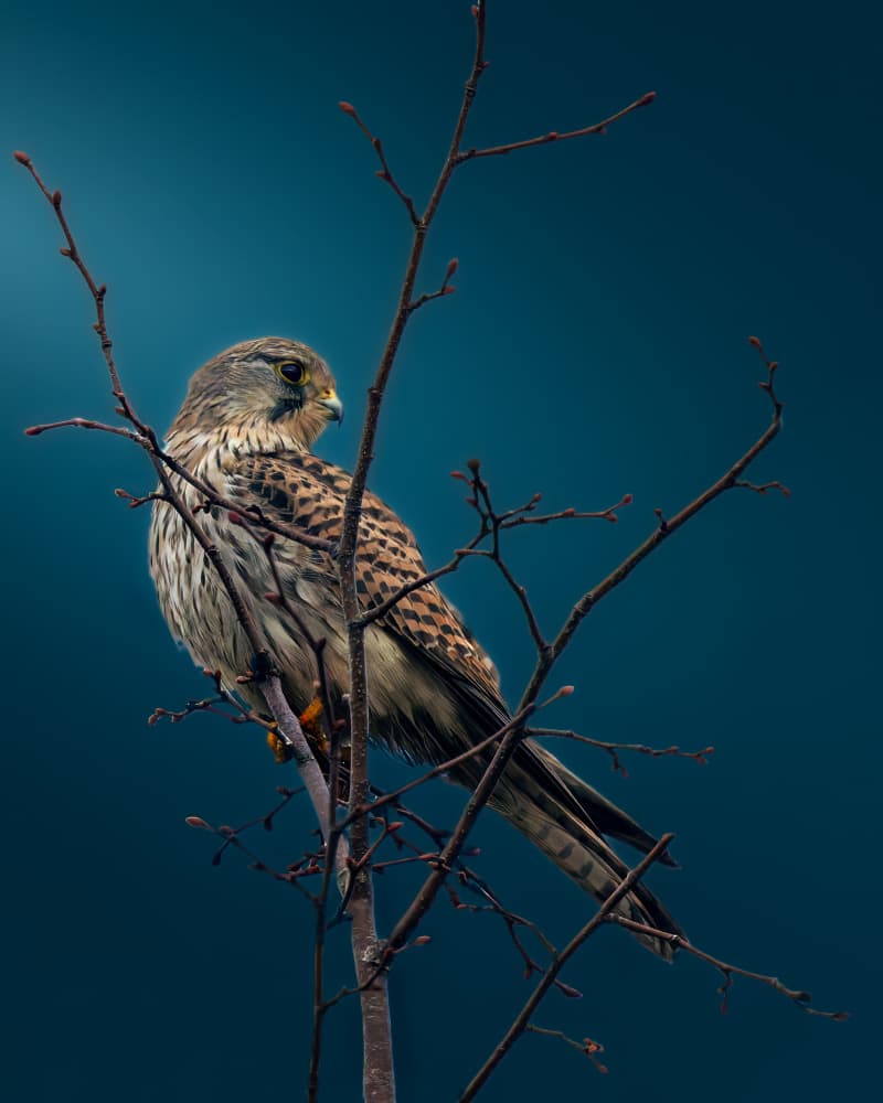 Watchful Kestrel Perched by Gert J ter Horst — canvas wall art