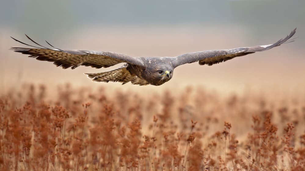 Majestic Raptor Flying by Milan Zygmunt — canvas wall art