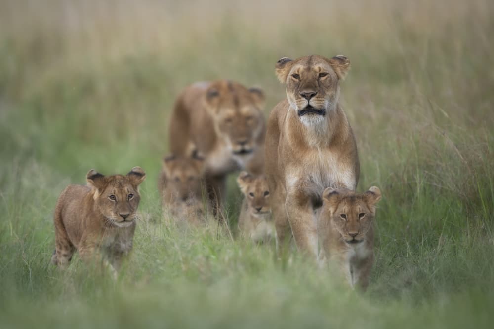African Lion Family by Roberto Marchegiani — canvas wall art