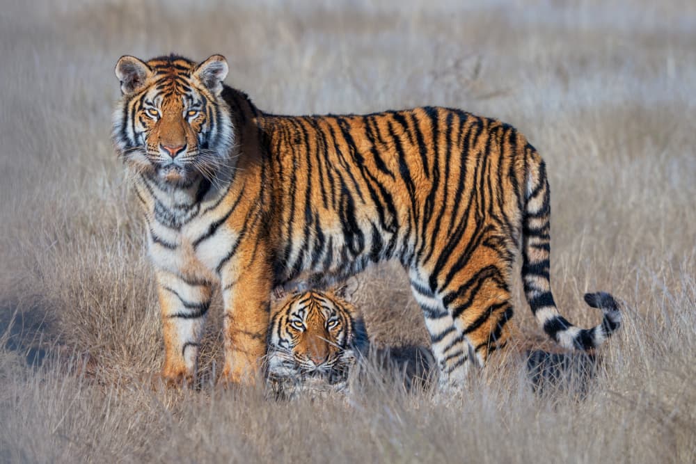Majestic Tiger Pair by MIN LI — canvas wall art