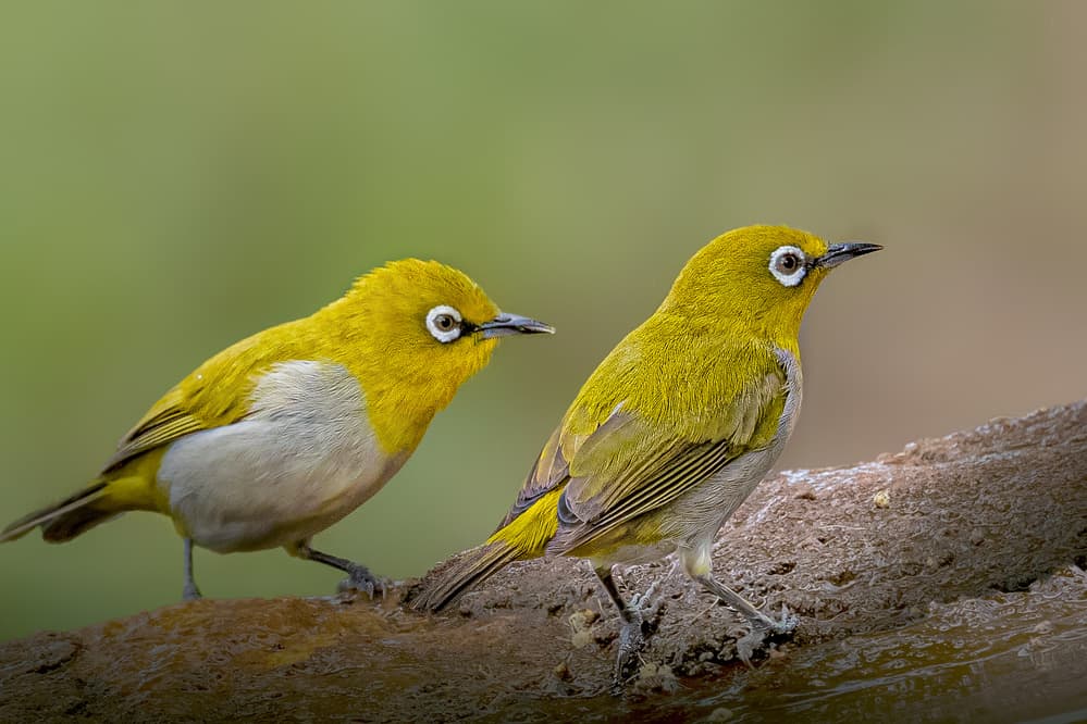 Peaceful White-Eye Pair by Rahul Wedpathak — canvas wall art