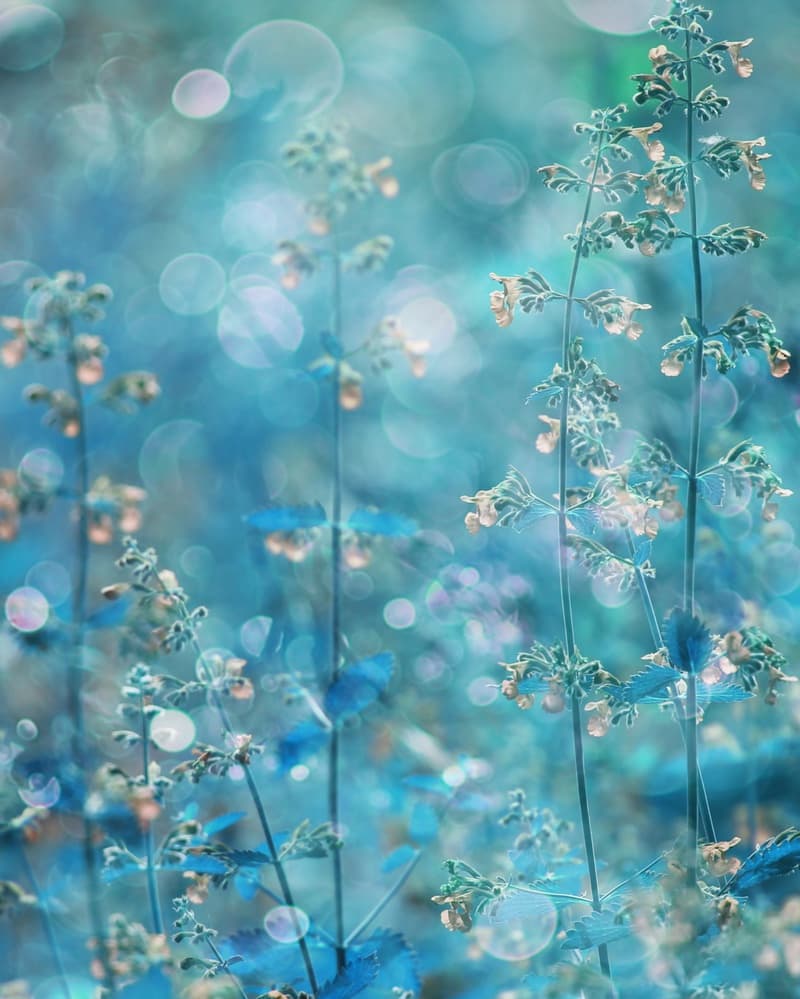 Ethereal Teal Flowers by Delphine Devos — canvas wall art