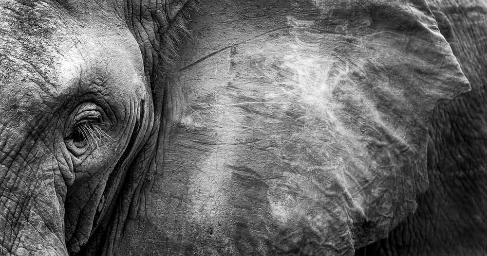 Elephant Eye Close Up by WildPhotoArt — canvas wall art