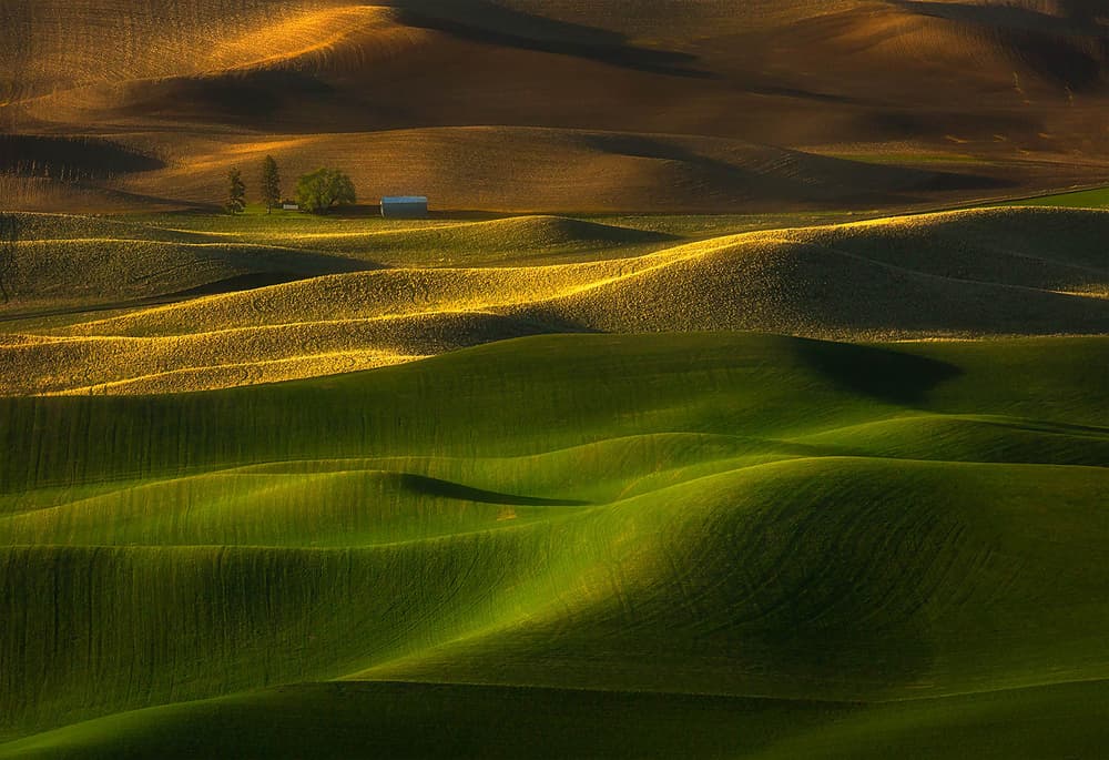 Golden Rolling Hills by Johnny Chen — canvas wall art