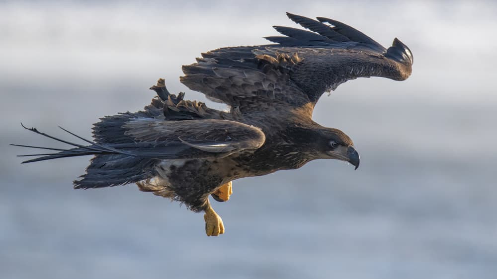 Powerful Eagle Descent by Yu Cheng — canvas wall art