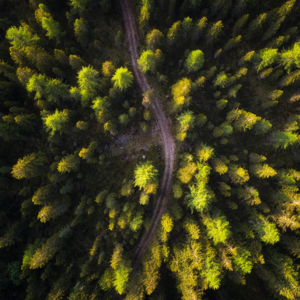 Winding Forest Path by Daniel Gastager — canvas wall art