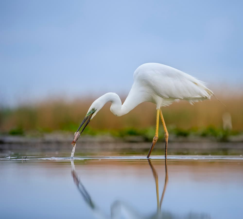 Graceful Egret Fishing by Judy Tseng — canvas wall art