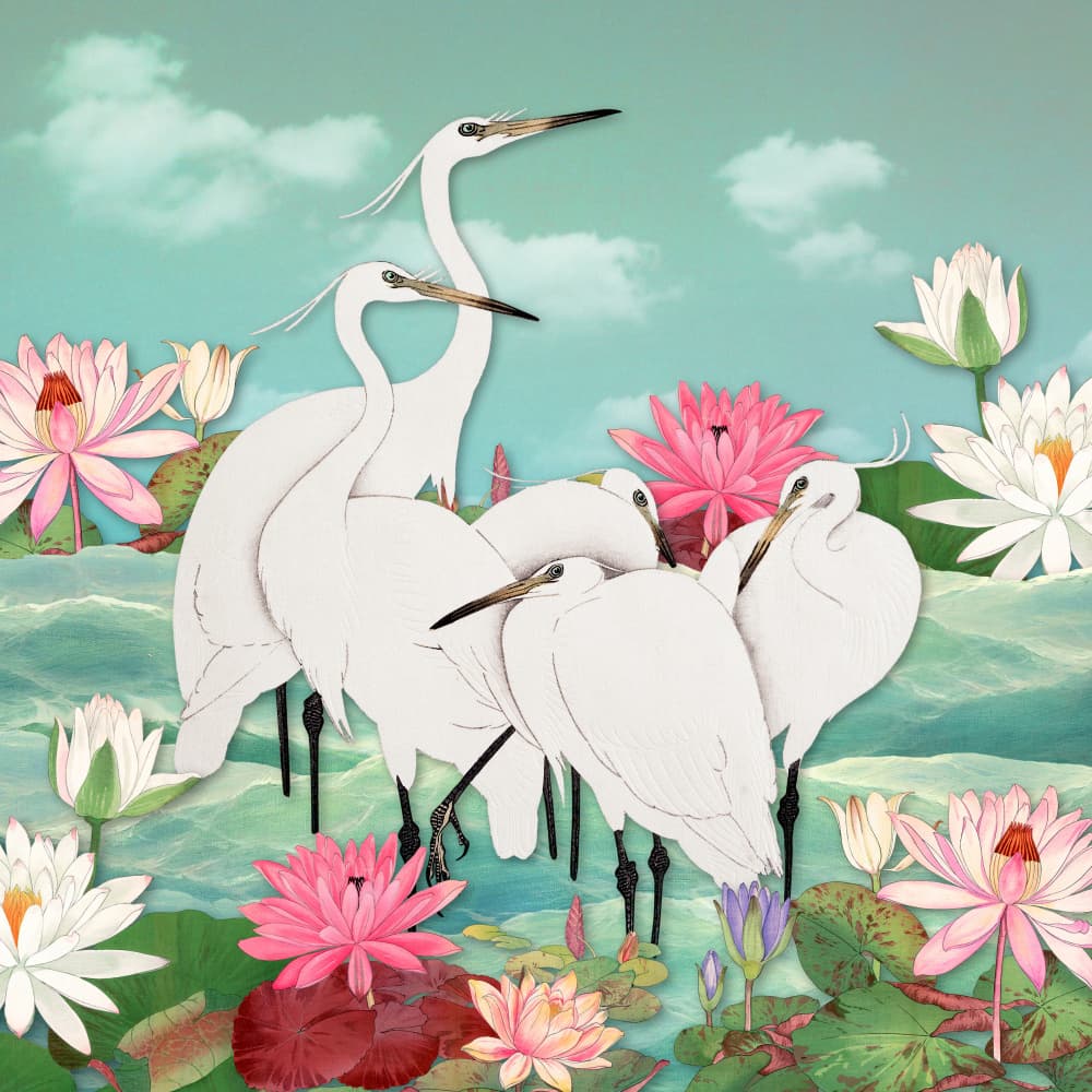 White Egrets Lotus Pond