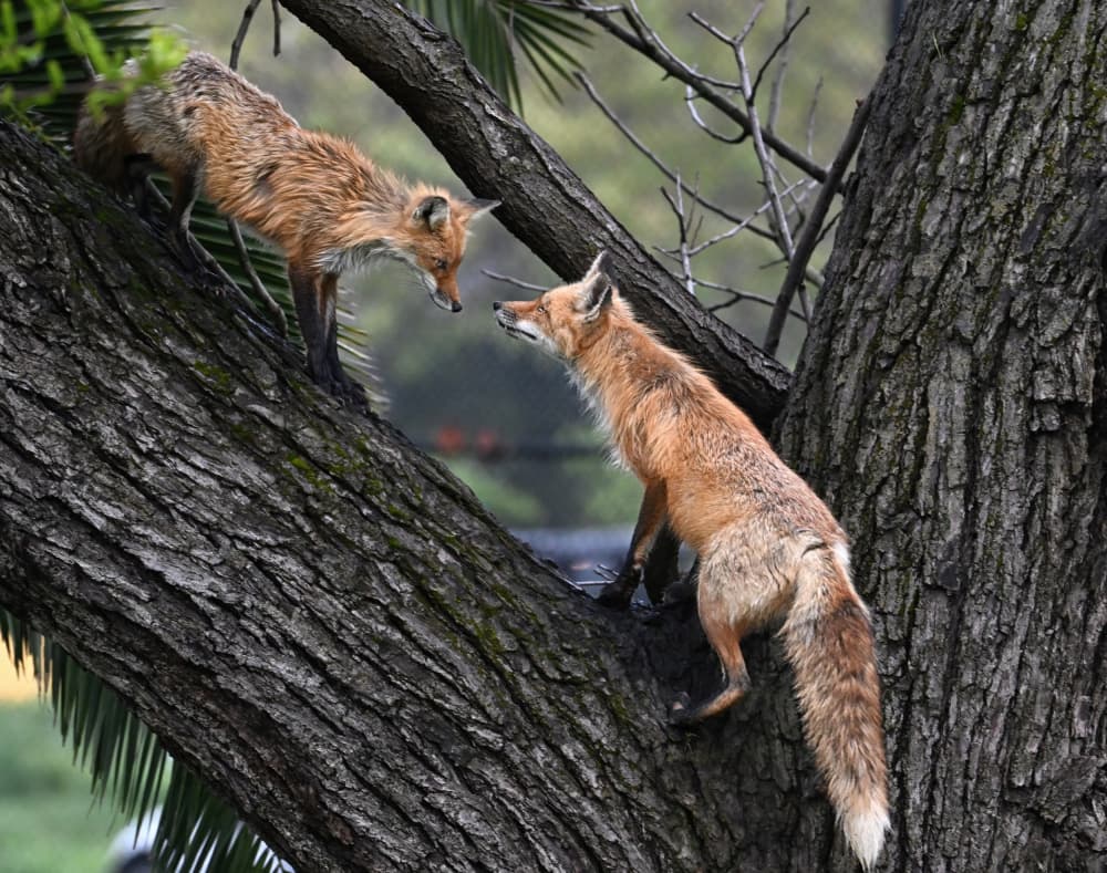 Foxes Face to Face by Jiahong Zeng — canvas wall art