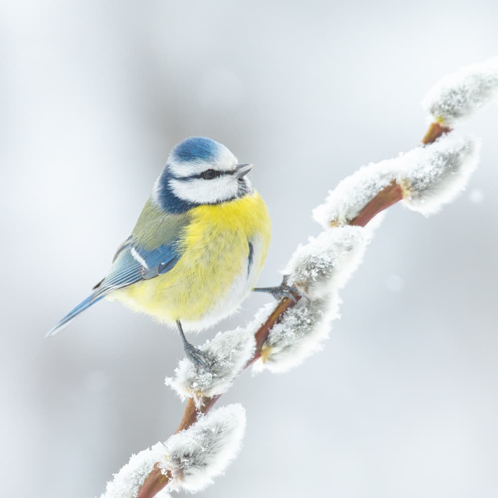 Blue Tit Snowy Willow by Annie Keizer — canvas wall art