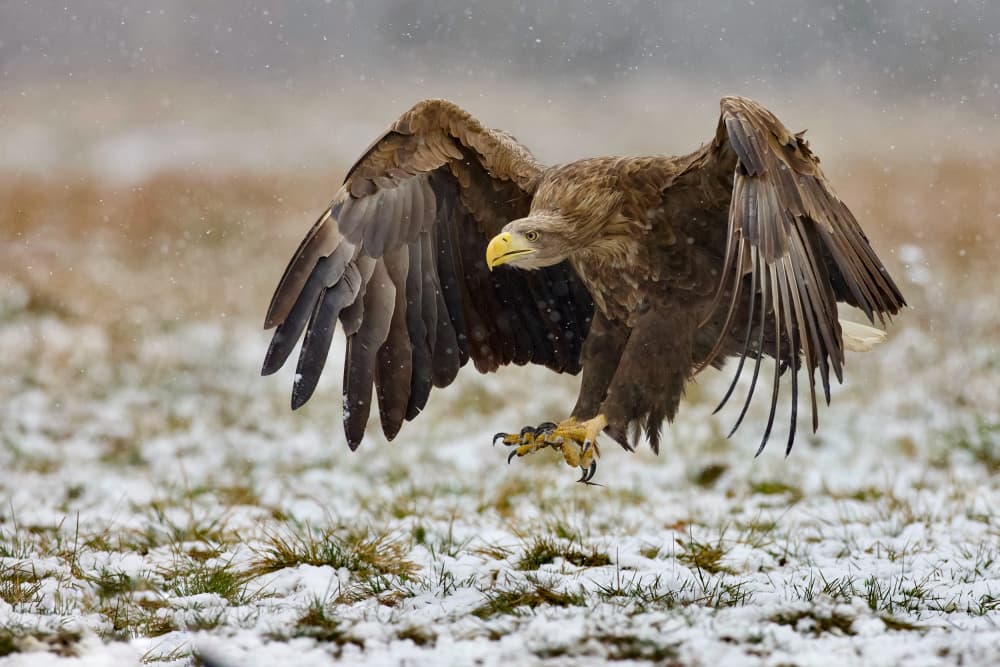 Winter Eagle Landing by David Manusevich — canvas wall art