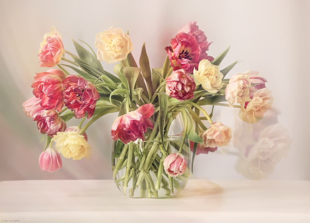 Soft Pastel Tulips by Ellen van Deelen — canvas wall art