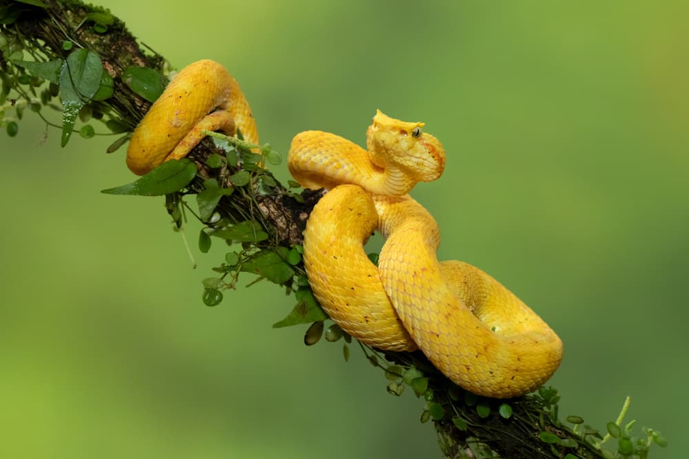 Vibrant Yellow Eyelash Viper by Milan Zygmunt — canvas wall art