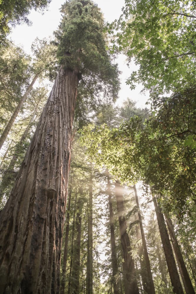 Towering Redwoods by Shot by Clint — canvas wall art