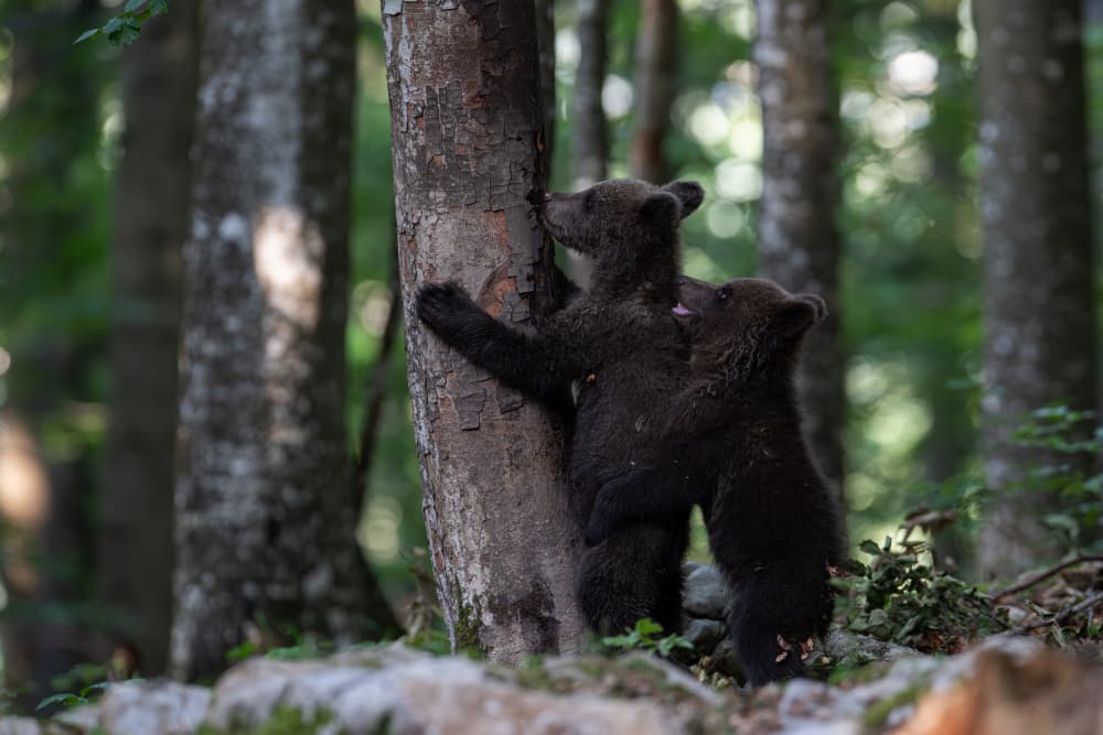 Playful Bear Cubs by Bjoern Alicke — canvas wall art