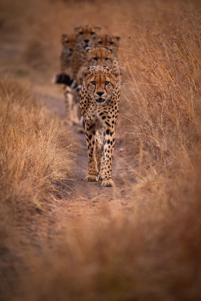 Cheetahs On Patrol by Mohammed Alnaser — canvas wall art