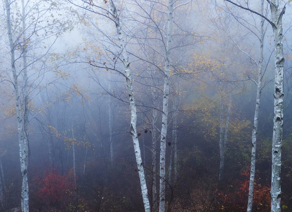 Misty Autumn Birches by HAN dong hee — canvas wall art