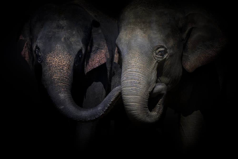Elephant Embrace by Jealousy — canvas wall art